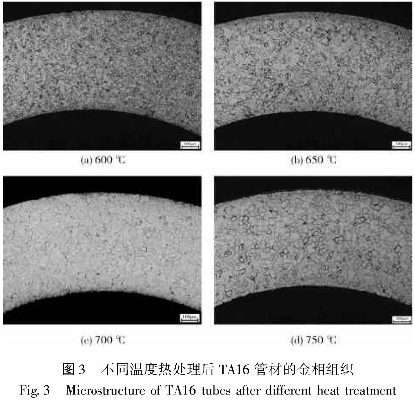 1681047816930075.jpg t3.jpg